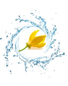 Ανθόνερο Ylang Ylang